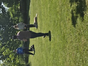 Ringtraining
