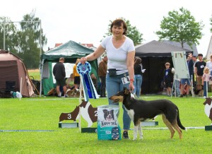 BOS Collie Kurzhaar